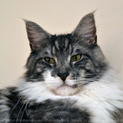 Photo de Maine coon