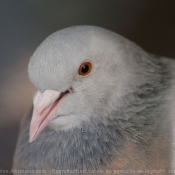 Photo de Pigeon