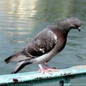 Photo de Pigeon