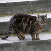 Photo de Chat domestique