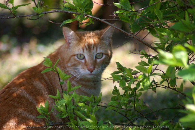 Photo de Chat domestique