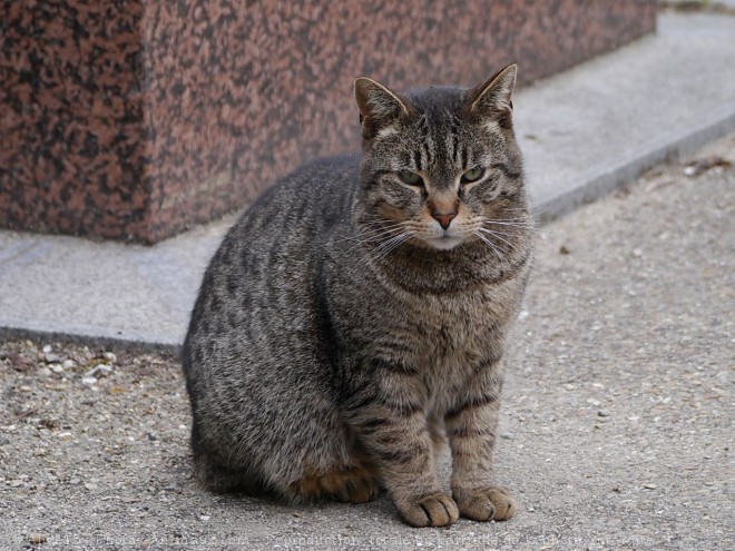 Photo de Chat domestique