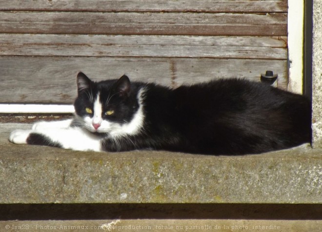 Photo de Chat domestique