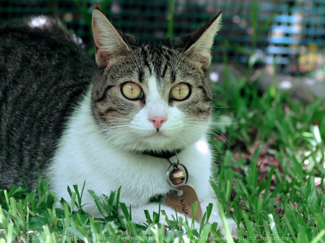 Photo de Chat domestique