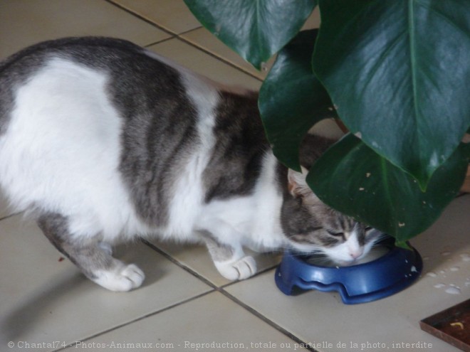 Photo de Chat domestique