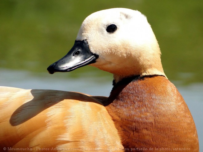 Photo de Canard tadorne casarca