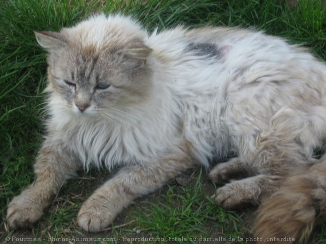 Photo de Chat domestique