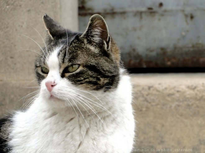 Photo de Chat domestique