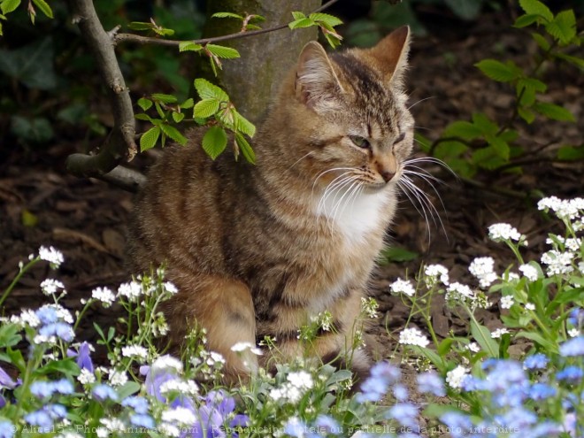 Photo de Chat domestique