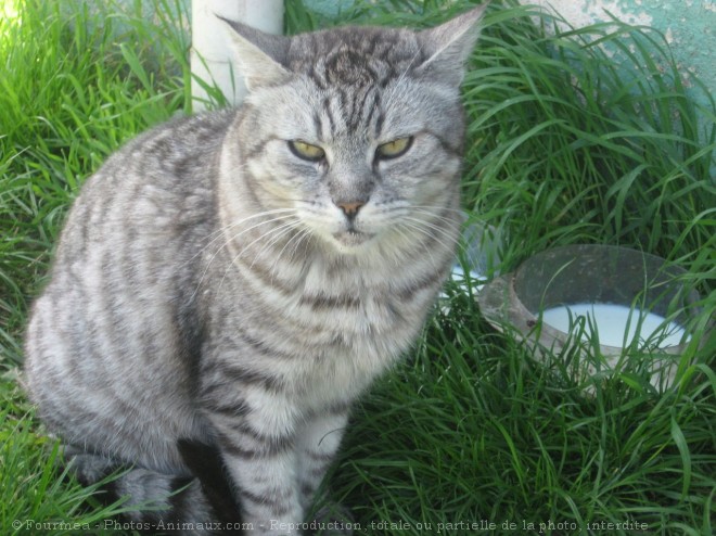 Photo de Chat domestique