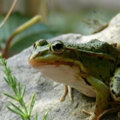 Photo de Grenouille verte commune