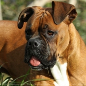 Photo de Boxer