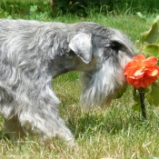 Photo de Schnauzer nain