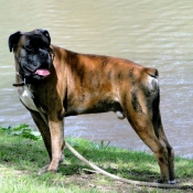 Photo de Boxer