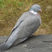 Photo de Pigeon