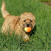 Photo de Border terrier