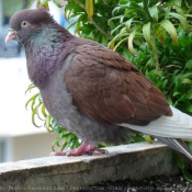 Photo de Pigeon