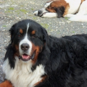 Photo de Saint-bernard poil long