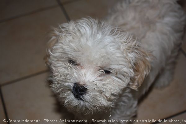 Photo de Bichon  poil fris