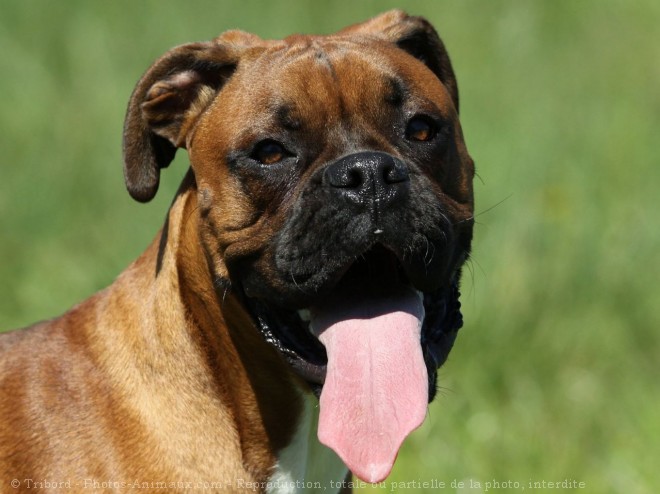 Photo de Boxer