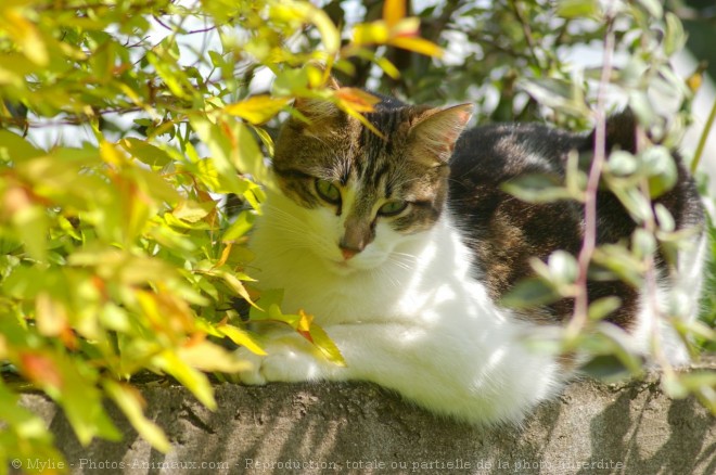 Photo de Chat domestique