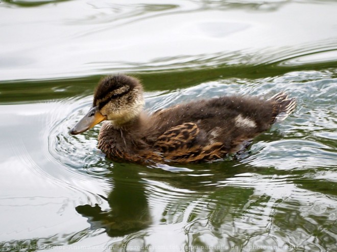 Photo de Canard colvert