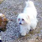 Photo de Coton de tulear