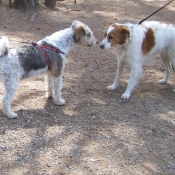 Photo de Fox terrier  poil dur