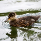 Photo de Canard colvert