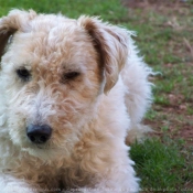 Photo de Fox terrier  poil dur