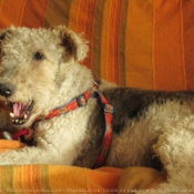 Photo de Fox terrier  poil dur