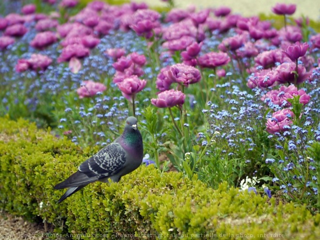 Photo de Pigeon