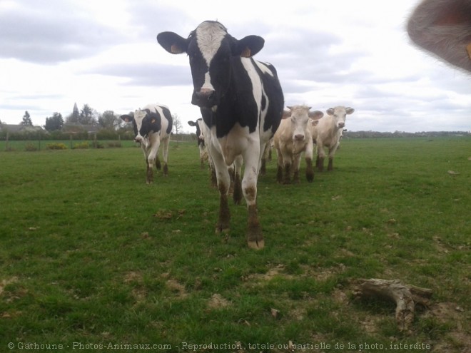 Photo de Vache - prim holstein