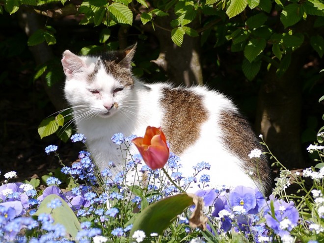 Photo de Chat domestique