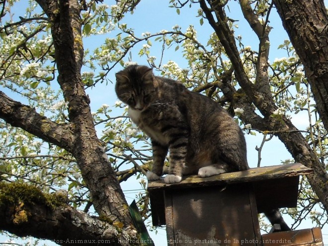 Photo de Chat domestique