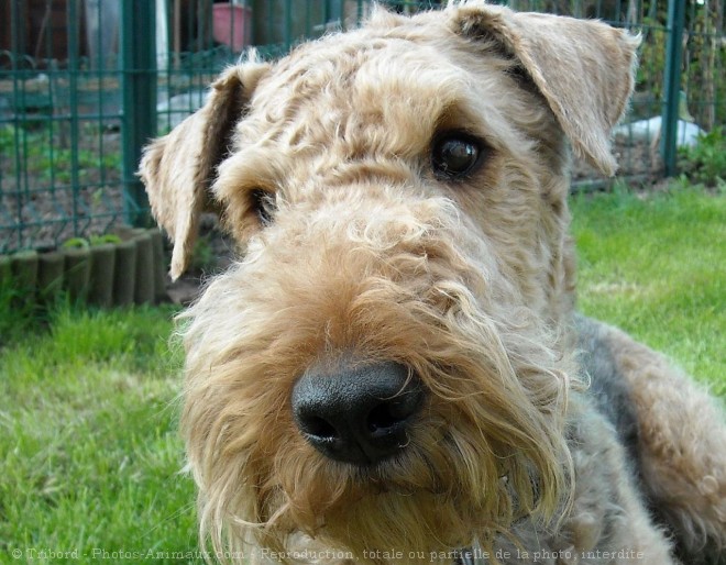 Photo d'Airedale terrier