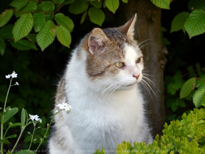 Photo de Chat domestique