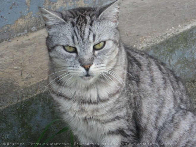 Photo de Chat domestique