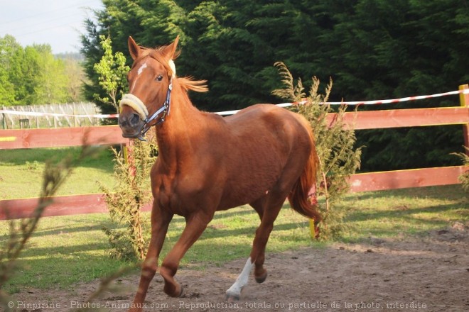 Photo de Trotteur franais