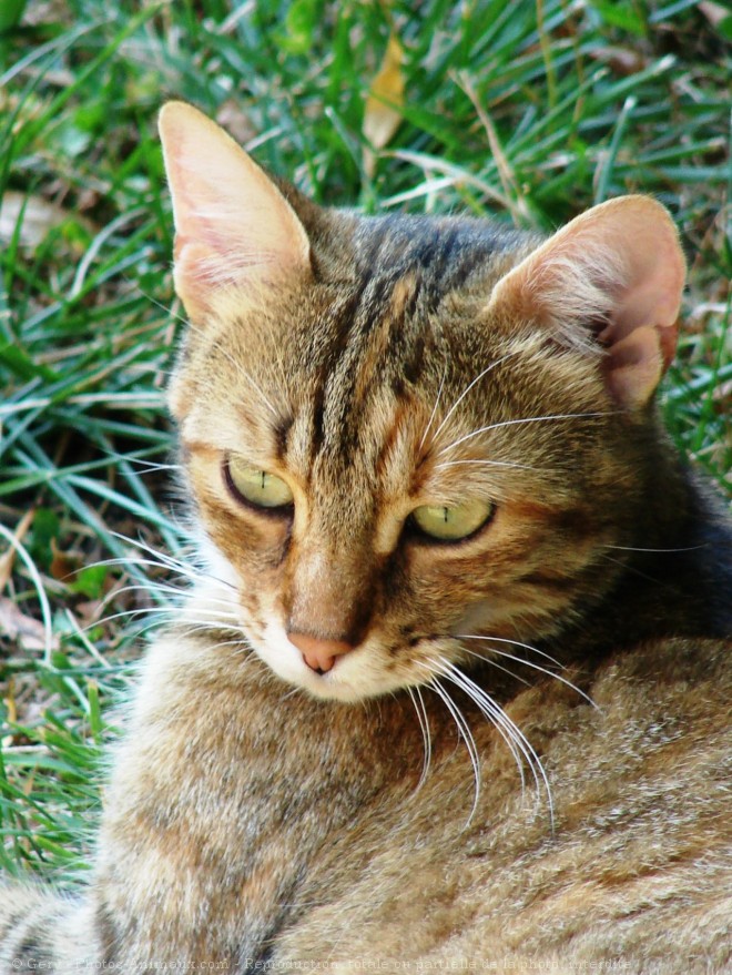 Photo de Chat domestique