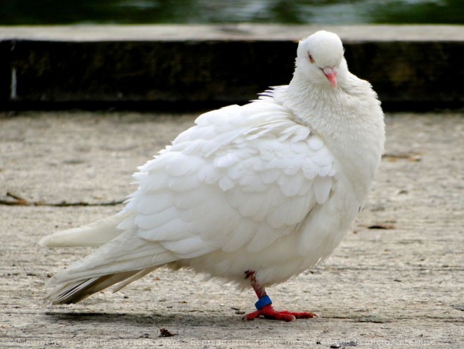 Photo de Pigeon