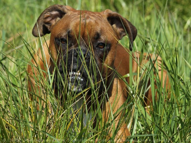 Photo de Boxer