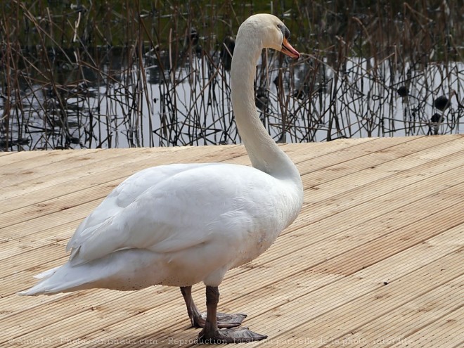 Photo de Cygne