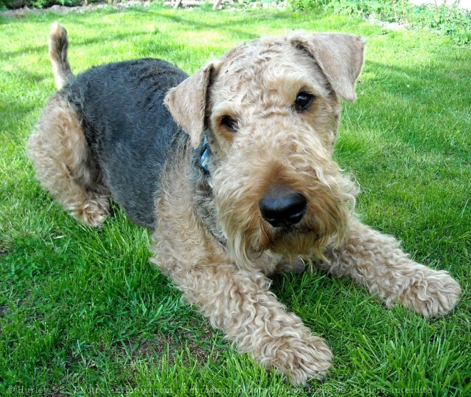 Photo d'Airedale terrier