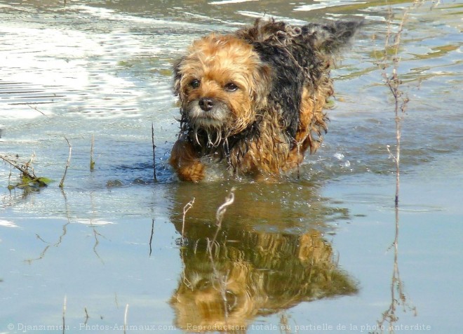 Photo de Border terrier