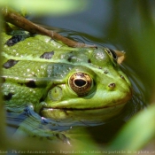 Photo de Grenouille verte commune