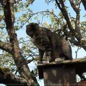 Photo de Chat domestique