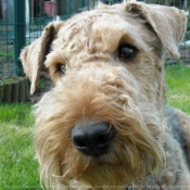 Photo d'Airedale terrier