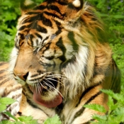 Photo de Tigre