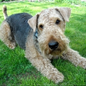 Photo d'Airedale terrier